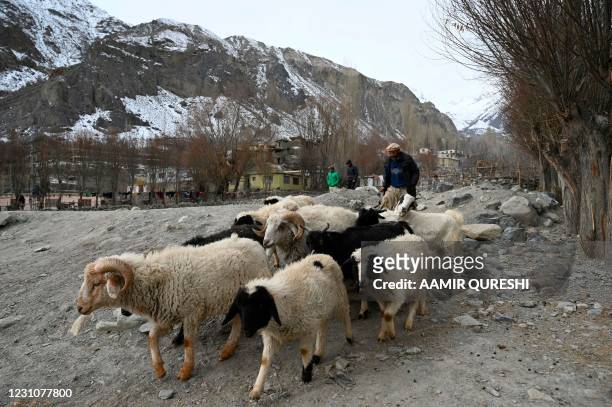 In this picture taken on January 22, 2021 a sheepherder leads a flock of sheep in Sadpera village, some 30 Km from Skardu of Gilgit-Baltistan region...