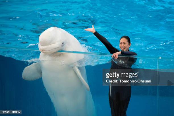 Trainer waves next to a beluga whale during a training session for employees held ahead of the reopening of the Hakkeijima Sea Paradise theme park on...