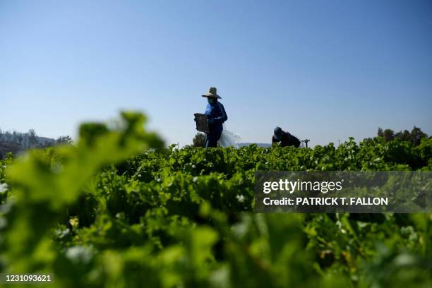 Farmworkers wear face masks while harvesting curly mustard in a field on February 10, 2021 in Ventura County, California. The United Farm Workers...