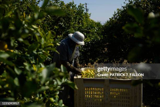 Farmworker picks lemons at an orchard while wearing a face mask given to him by a United Farm Workers representative on February 10, 2021 in Ventura...