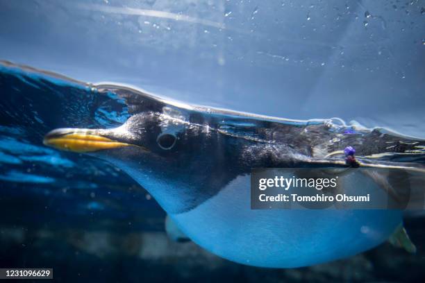 Penguin swims in a water tank in the aquarium at the Hakkeijima Sea Paradise theme park on May 29, 2020 in Yokohama, Japan. The theme park that...