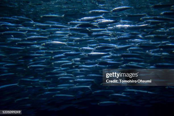 Fish swim in a water tank in the aquarium at the Hakkeijima Sea Paradise theme park on May 29, 2020 in Yokohama, Japan. The theme park that consists...