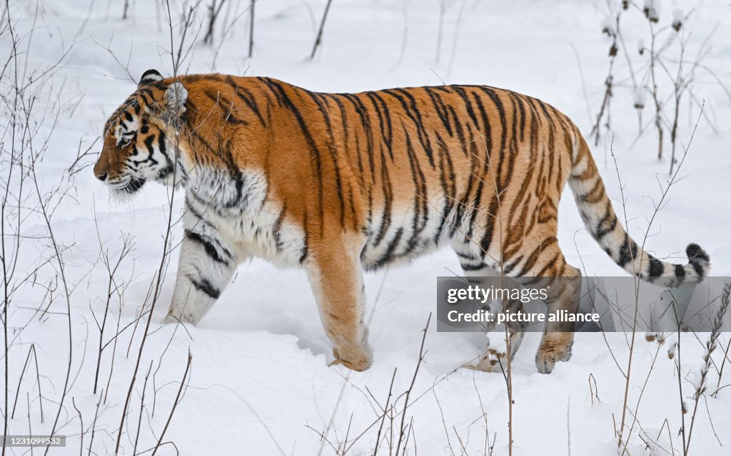 Winter at Eberswalde Zoo