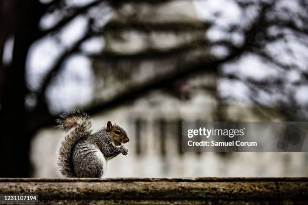 Squirrel eats a nut on a wall on the grounds of the U.S. Capitol on the 3rd day of the second impeachment trial of former President Donald Trump on...
