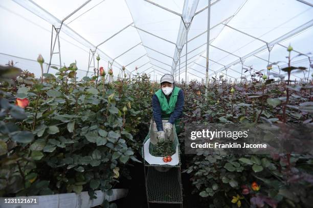Worker packs roses that will then go through a disinfection process in a flower farm and exporter on February 12, 2021 in Latacunga, Ecuador. Ecuador...