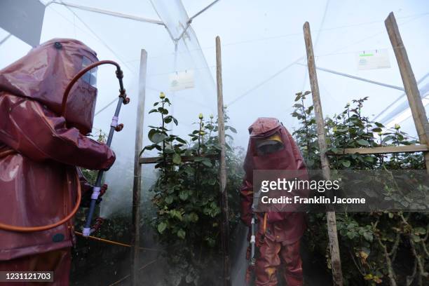 Workers fumigates the rose plantation in a flower farm and exporter on February 12, 2021 in Latacunga, Ecuador. Ecuador is amongst the top flower...