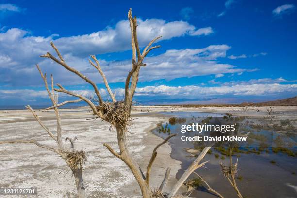 In an aerial view from a drone, the abandoned nests of a rookery that was once surrounded by water are seen on February 12, 2021 near Calipatria,...