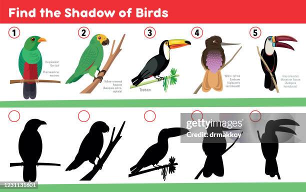 find the shadow of birds - resplendent quetzal stock illustrations