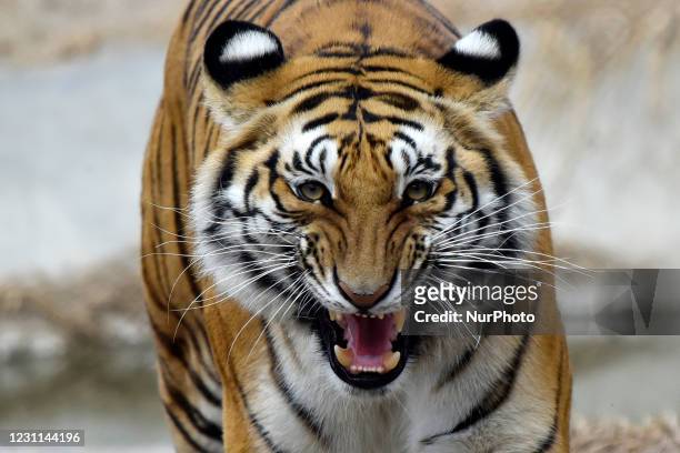 10,294 Bengal Tiger Photos and Premium High Res Pictures - Getty Images