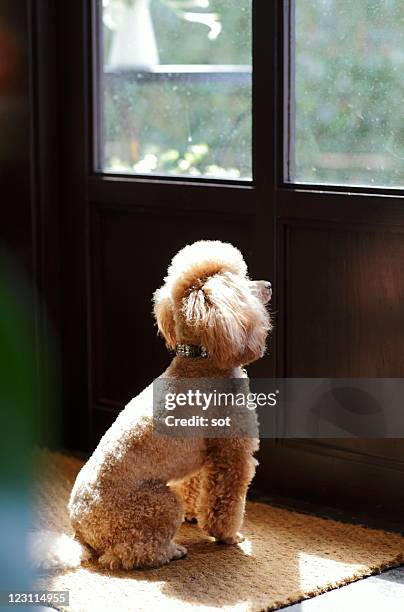 a dog looking at the outside of the door - dog waiting stock pictures, royalty-free photos & images