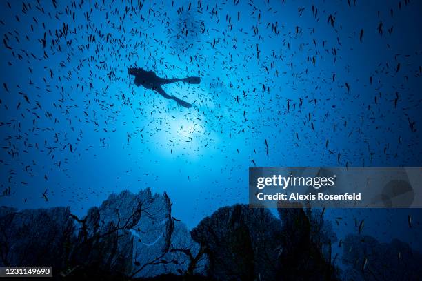 Diver is swimming above giant sea fans on a drop off of Choazyl Islands on December 2 North-East of Mayotte, Comoros archipelago, Indian Ocean....