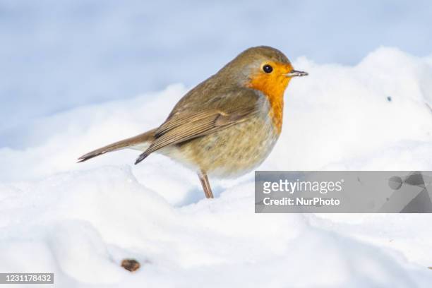 European robin bird species, scientifically named Erithacus rubecula as seen in Philips De Jongh forest park on the snow during a cold winter day...