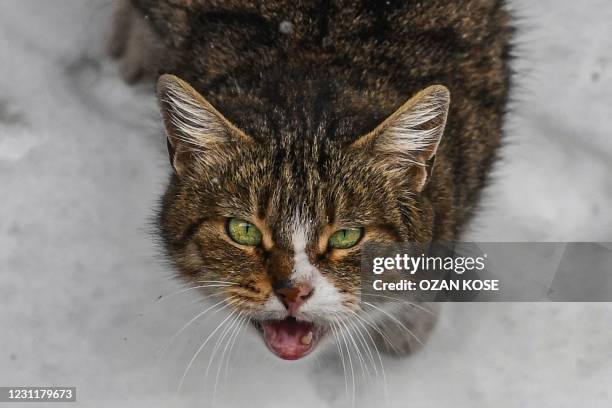 This picture shows a stray cat in the snow in Istanbul on February 15, 2021.