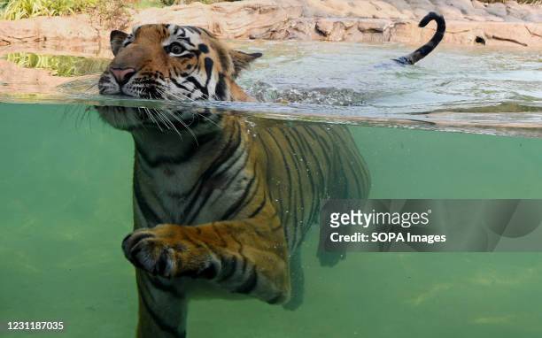 243 Byculla Zoo Photos and Premium High Res Pictures - Getty Images