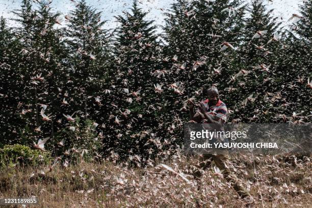 Picuture taken on February 9 shows a local farmer walking in a swarm of desert locust in Meru, Kenya. The United Nations Food and Agricultural...