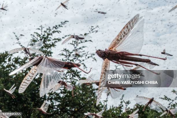 Picuture taken on February 9 shows a swarm of desert locust fly after an aircraft sprayed pesticide in Meru, Kenya. - The United Nations Food and...
