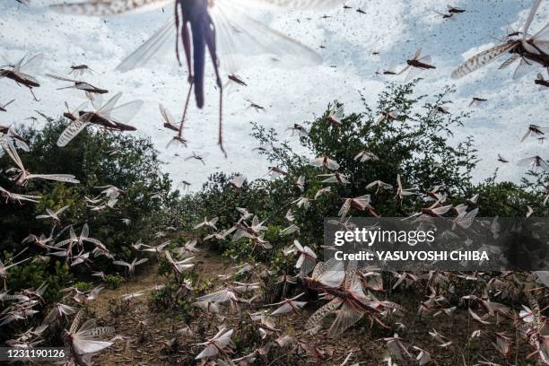 Picuture taken on February 9 shows a swarm of desert locust fly after an aircraft sprayed pesticide in Meru, Kenya. - The United Nations Food and...