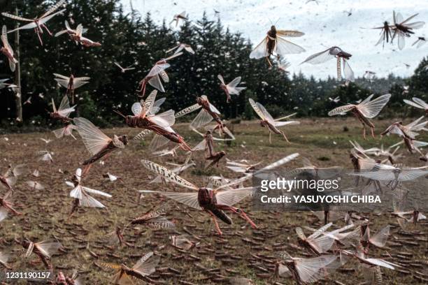 Picuture taken on February 9 shows a swarm of desert locust fly after an aircraft sprayed pesticide in Meru, Kenya. - The United Nations Food and...