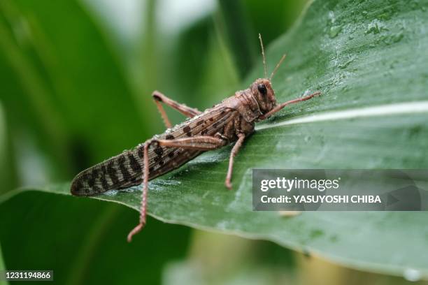 Meru Insect 6,157 Locust Insect Stock Photos, High-Res Pictures, and Images - Getty ...