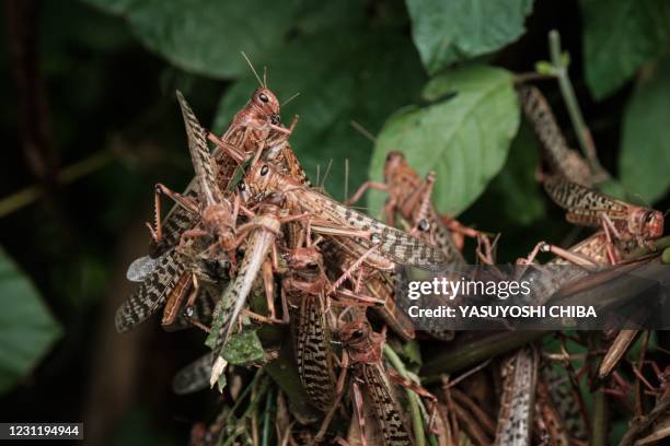 Picuture taken on February 10 shows desert locusts at maize field in Meru, Kenya. - The United Nations Food and Agricultural Organisation works with...