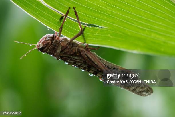 Picuture taken on February 9 a desert locust in the rain at maize field in Meru, Kenya. - The United Nations Food and Agricultural Organisation works...