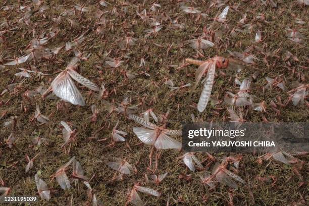 Picuture taken on February 9 shows a swarm of desert locust covering the ground in Meru, Kenya. - The United Nations Food and Agricultural...