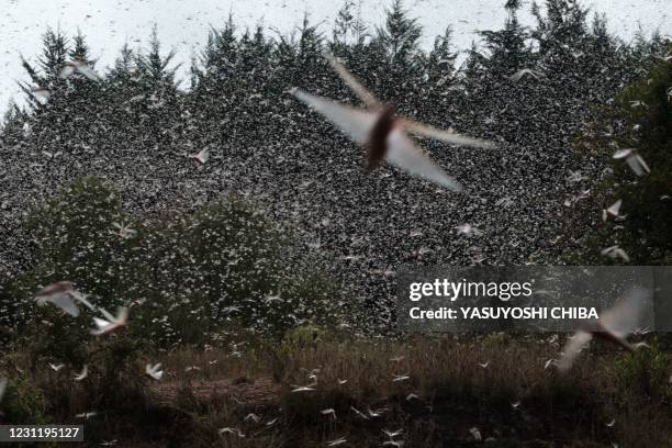 Meru Insect 6,395 Locust Insect Stock Photos, High-Res Pictures, and Images - Getty ...