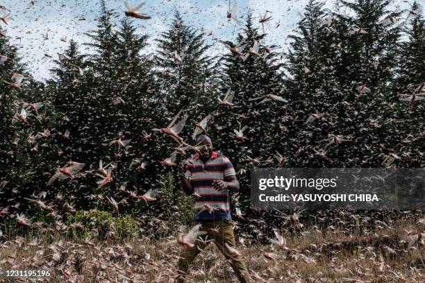 Picuture taken on February 9 shows a local farmer walking in a swarm of desert locust in Meru, Kenya. - The United Nations Food and Agricultural...