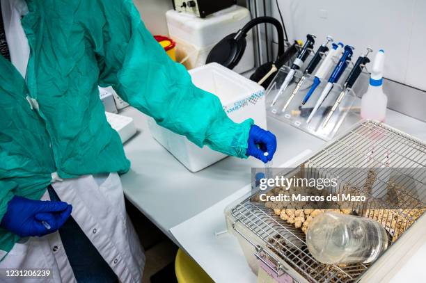 Mouse Intraperitoneal Injection 41 Intraperitoneal Stock Photos, High-Res Pictures, and Images - Getty ...