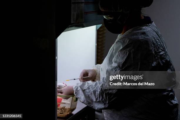 Mouse Intraperitoneal Injection Intraperitoneal Photos and Premium High Res Pictures - Getty Images