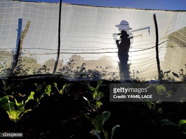 Carlos Millo, owner of a lodging for tourists, works on his plot of land in Vinales, Cuba, on January 29, 2021. - At the foot of the majestic rock...