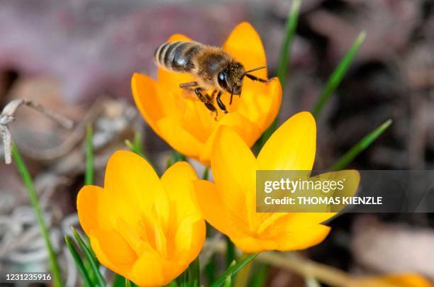 Bee hovers around a winter aconite to collect pollen in Ludwigsburg, southern Germany, on February 18, 2021.