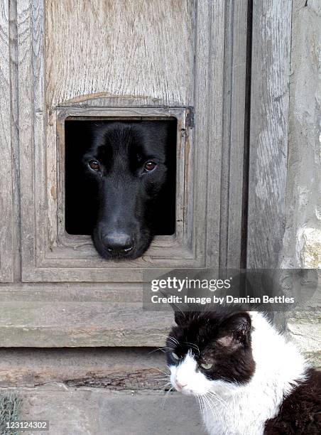 dog looking out of cat flap - trappen photos et images de collection