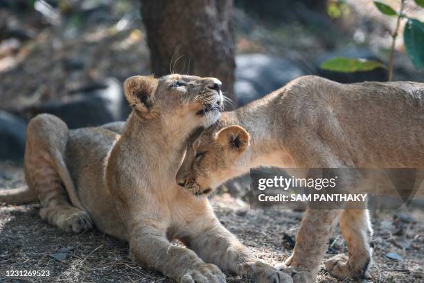 This picture taken on January 7, 2021 shows lion cubs in their open enclosure at the Sakkarbaug Zoological Garden, which takes part in a captive...