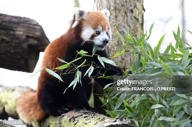 Picture taken on February 23, 2021 shows a red panda, named Ruaridh, eating at its enclosure on the day of its official presentation to the public at...