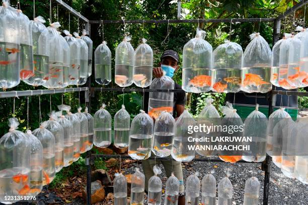 Street vendor selling freshwater fish waits for customers in Kalutara on the outskirts of Colombo on February 24, 2021.
