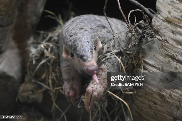 Formosan pangolin is seen at the Taipei Zoo in Taipei on February 24, 2021.