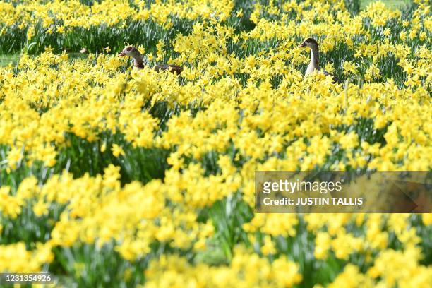 Egyptian Geese walk in a flower bed full of spring daffodils in St James's Park in central London on February 24, 2021