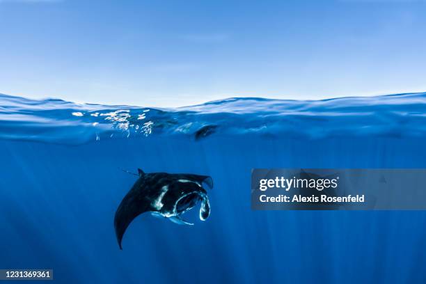 Manta reef ray swims in the Mayotte Marine Natural Park on November 26 Comoros Archipelago, Indian Ocean. Created in 2010, the Mayotte Marine Natural...