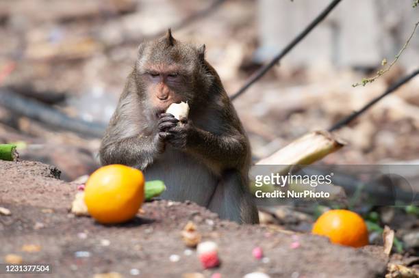 Long-tailed macaque eats fruits on side road in Bangkok on February 25, 2021 in Bangkok, Thailand.