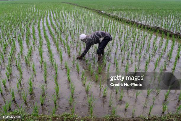 Farmer weeding out in his paddy field at Doulatpur village in Jamalpur District outskirts of Dhaka, Bangladesh, on February 25, 2021