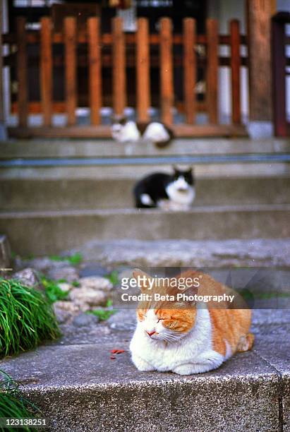 sleepy cats - toshima ward stock pictures, royalty-free photos & images