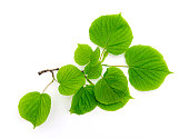 Natural branch of Linden tree with green leaves isolated on white background, top view