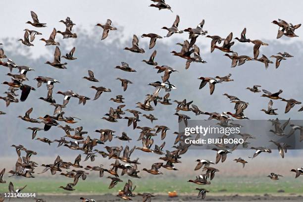 Migratory Birds And Animals In India Migratory Birds India Photos and Premium High Res Pictures - Getty Images