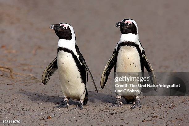 jackass penguin (spheniscus demersus) - brillenpinguin stock pictures, royalty-free photos & images