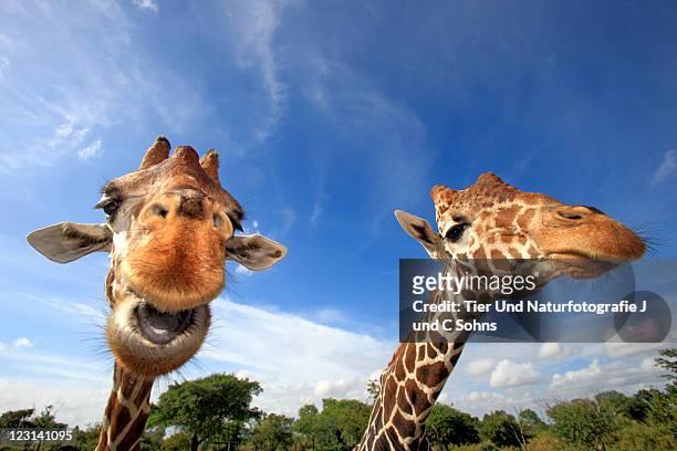 300 Funny Giraffe Face Photos and Premium High Res Pictures - Getty Images