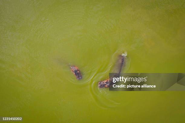 February 2021, Colombia, Puerto Triunfo: Hippos swim in one of the lakes of the park "Hacienda Napoles". The hippos, which the drug lord Escobar once...