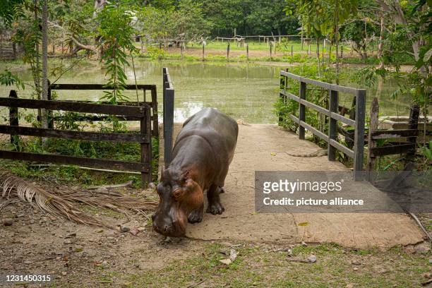 February 2021, Colombia, Puerto Triunfo: Hippo lady Vanessa comes out of her pond at the "Hacienda Nápoles". The hippos, which the drug lord Pablo...