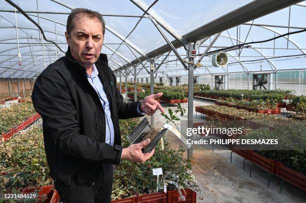 Bruno Robin, manager of "Robin pepinieres" shows a quercus pubescens truffle mycorrhize with tuber magnatum, on February 25, 2021 at Robin plant...
