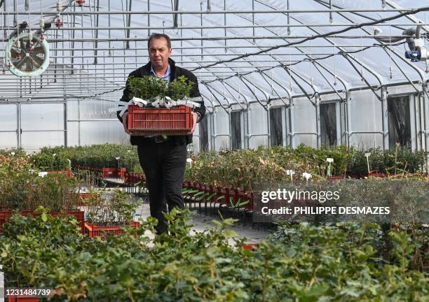 Bruno Robin, manager of "Robin pepinieres" carries quercus pubescens truffle mycorrhize with tuber magnatum, on February 25, 2021 at Robin plant...